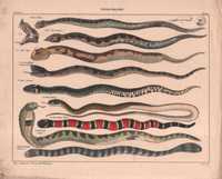 Węże. Gady. Zoologia. Duża efektowna litografia 1843 rok autentyk