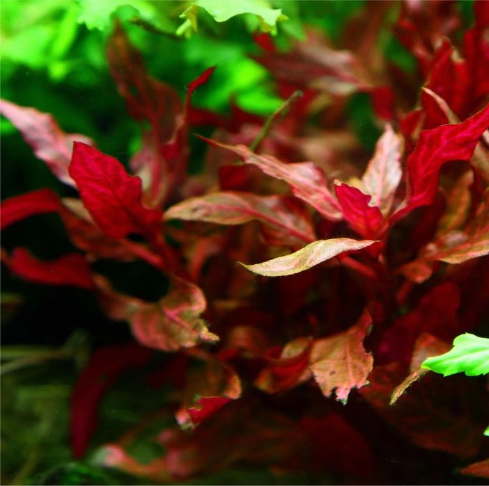 Pack Plantas Aquário - 6 espécies (Vermelho e Rosa)