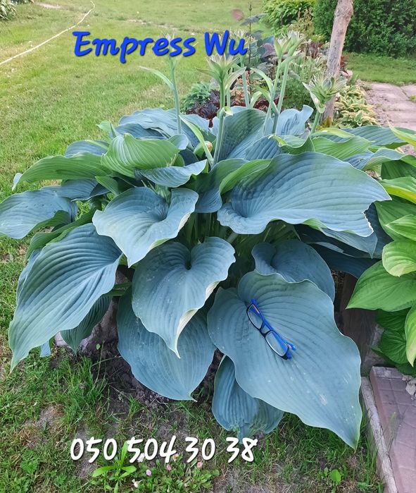 Саджанці  хости, церсиса,гейхери,лаванди