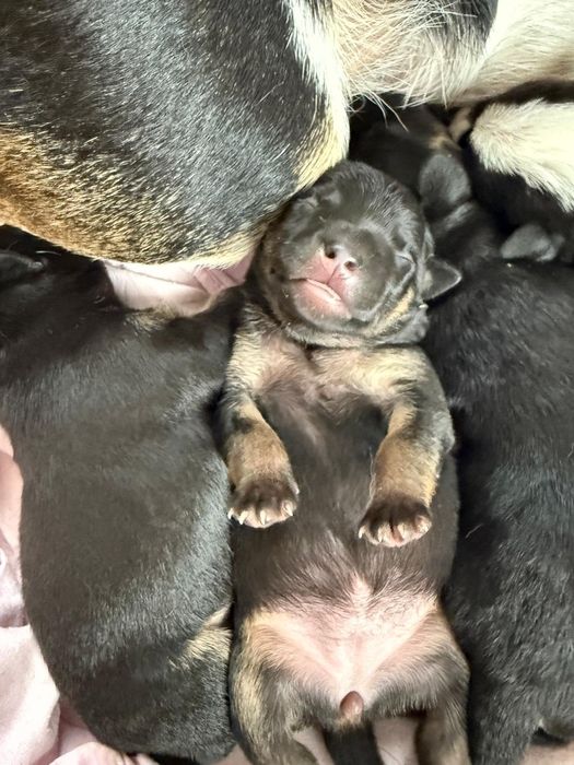 Cztery szczeniaczki do adopcji