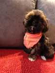 Shih Tzu Sunia- Słodziak