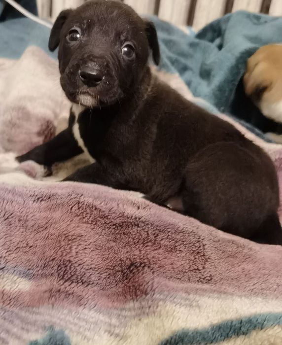 Отдам даром щенков