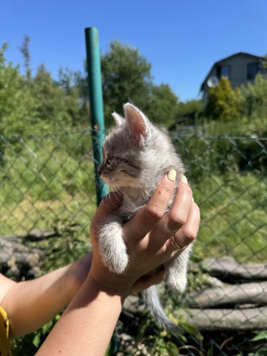 Британець котик кошеня