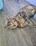Granat do adopcji