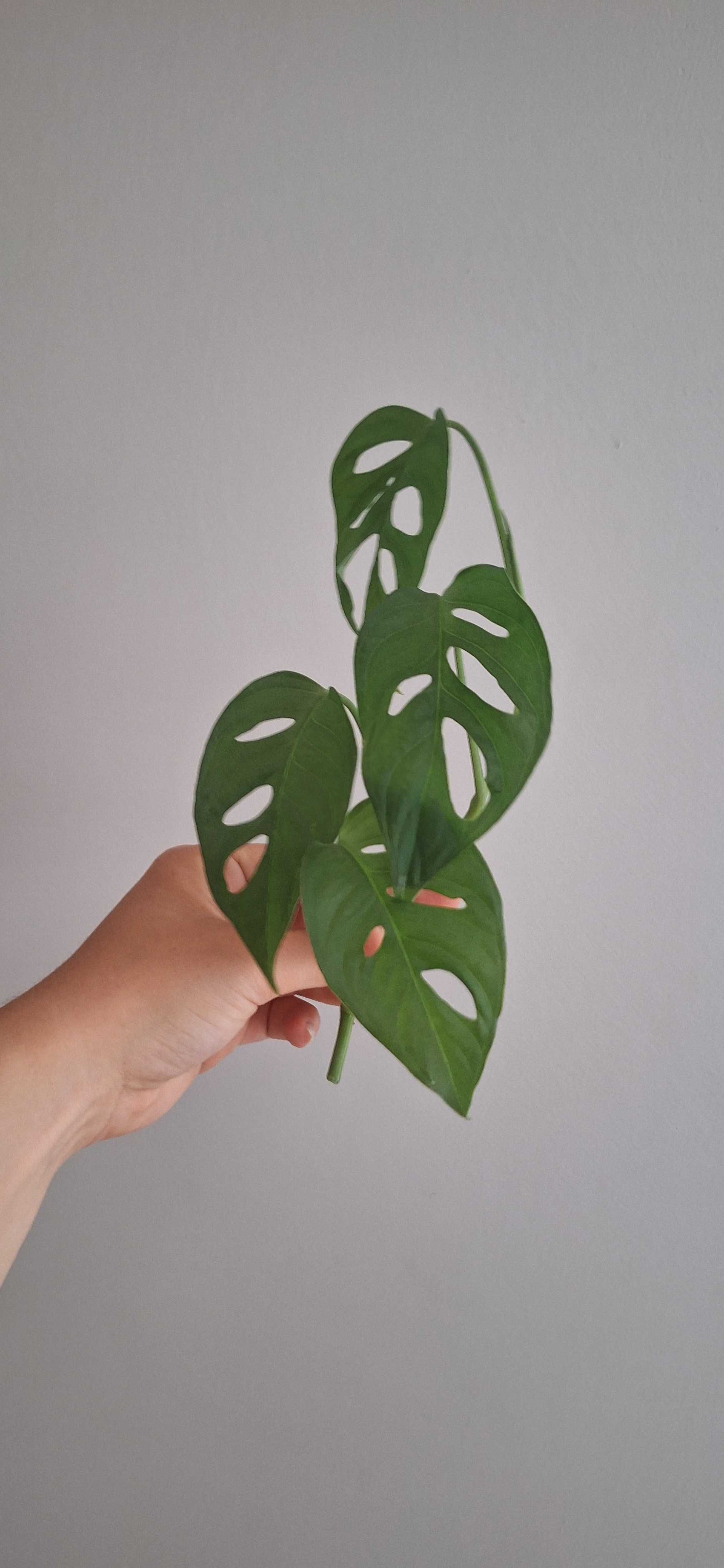 Monstera monkey mask