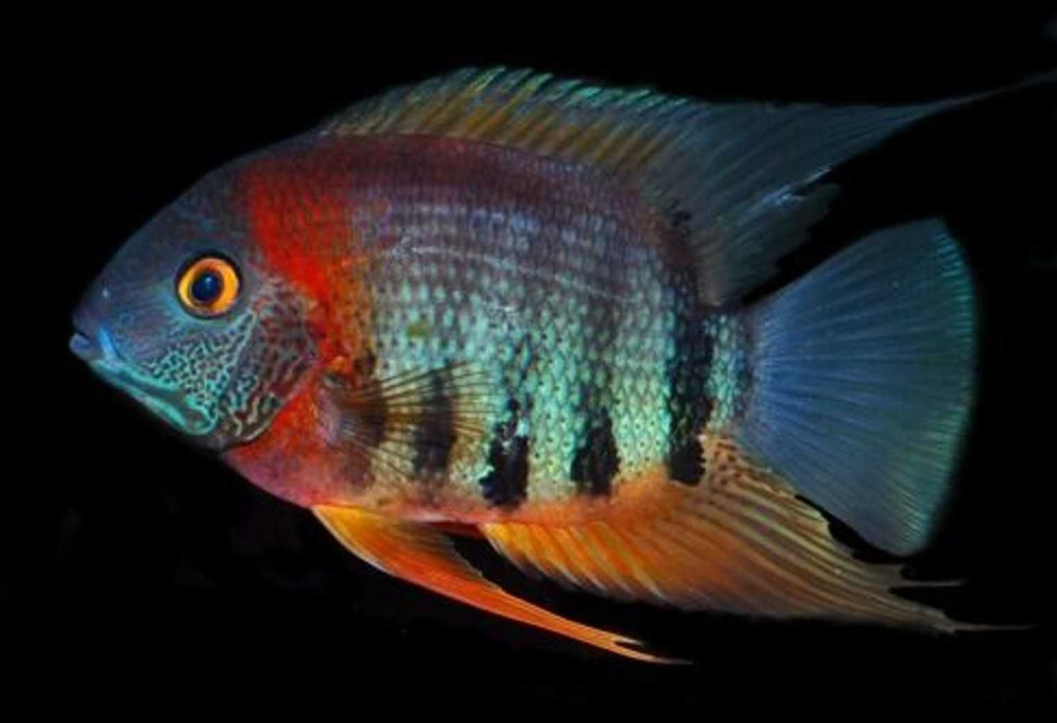 Pielęgnica severum - Sewerum - Heros efasciatus - dowóz, wysyłka