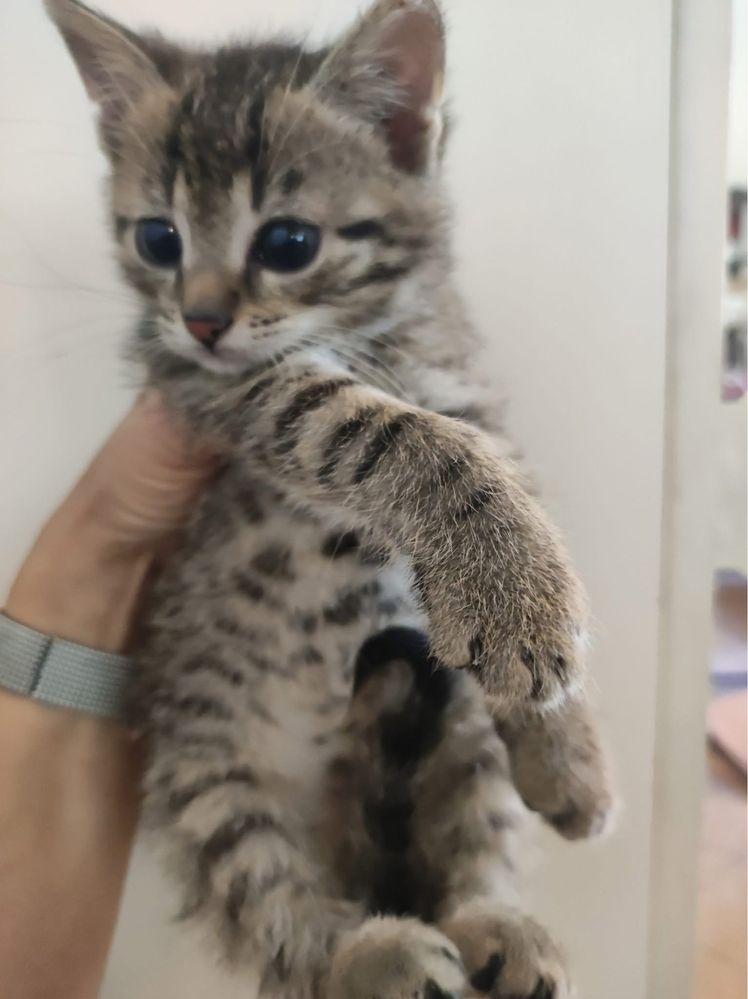 Krzys kot kotek do adopcji