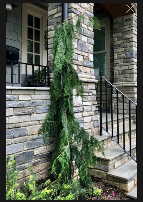 Кіпартсовик нутуанський джубілі ( Chamaecyparis nootkatensis Jubilee )