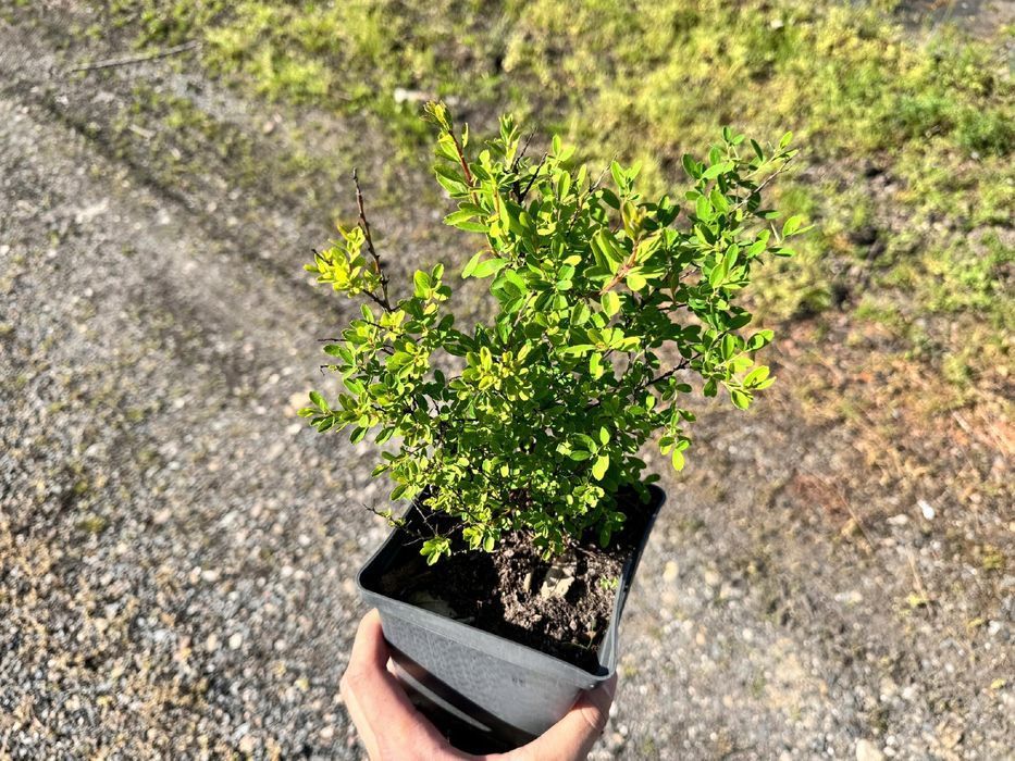 Tawuła nippońska 'White Carpet' (Spiraea nipponica) Doniczka 2.0L