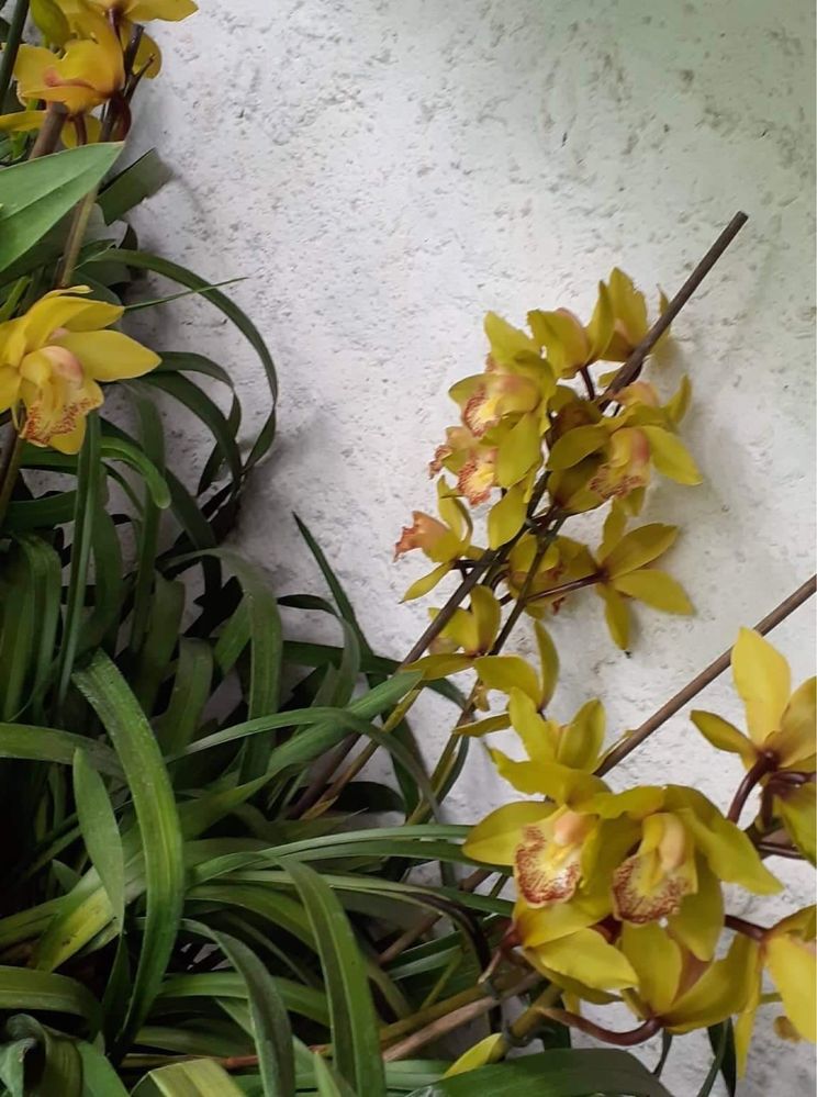 Orquideas Cymbidium