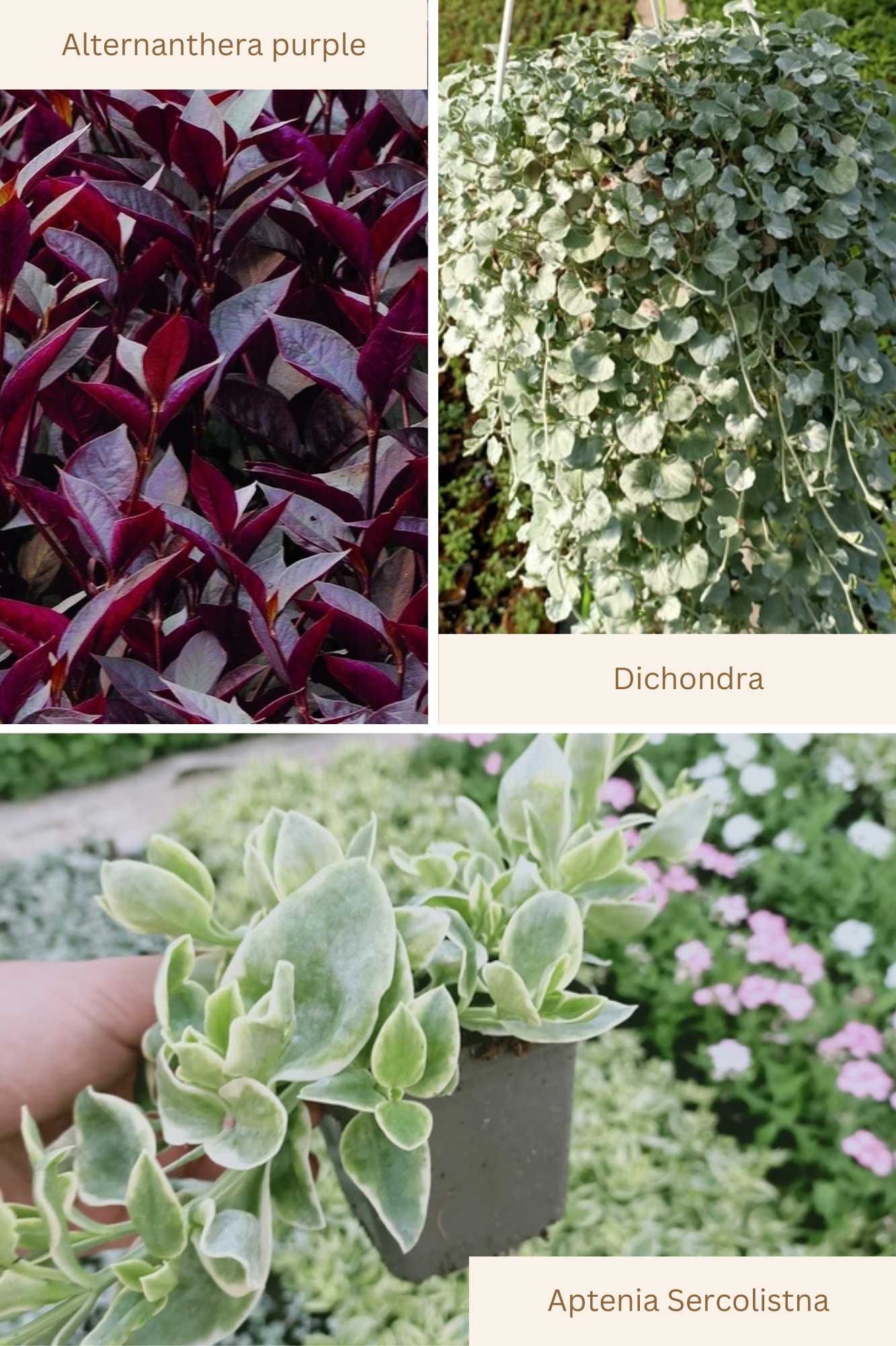 Dichondra, ALternathea Purple, Aptenia sercolistna sadzonki