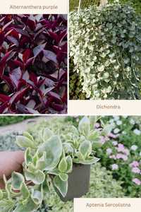 Dichondra, ALternathea Purple, Aptenia sercolistna sadzonki