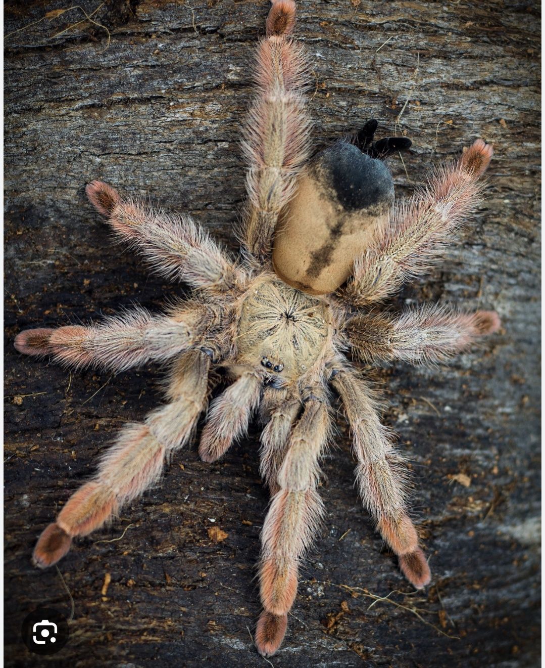 Psalmopoeus pulcher L1