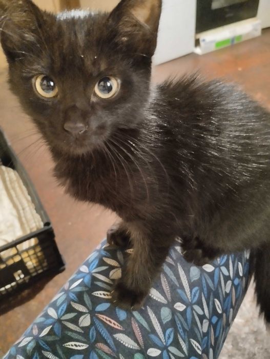 Кошенята безкоштовно