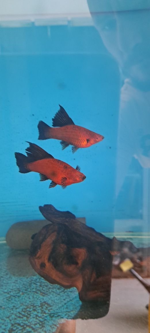Narybek mieczyka 200 szt promocja wagtail delta ,koi  ,delta czerwona
