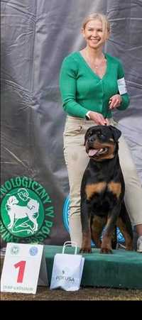 Szczeniak Rottweiler GRYFIA SFORA FCI