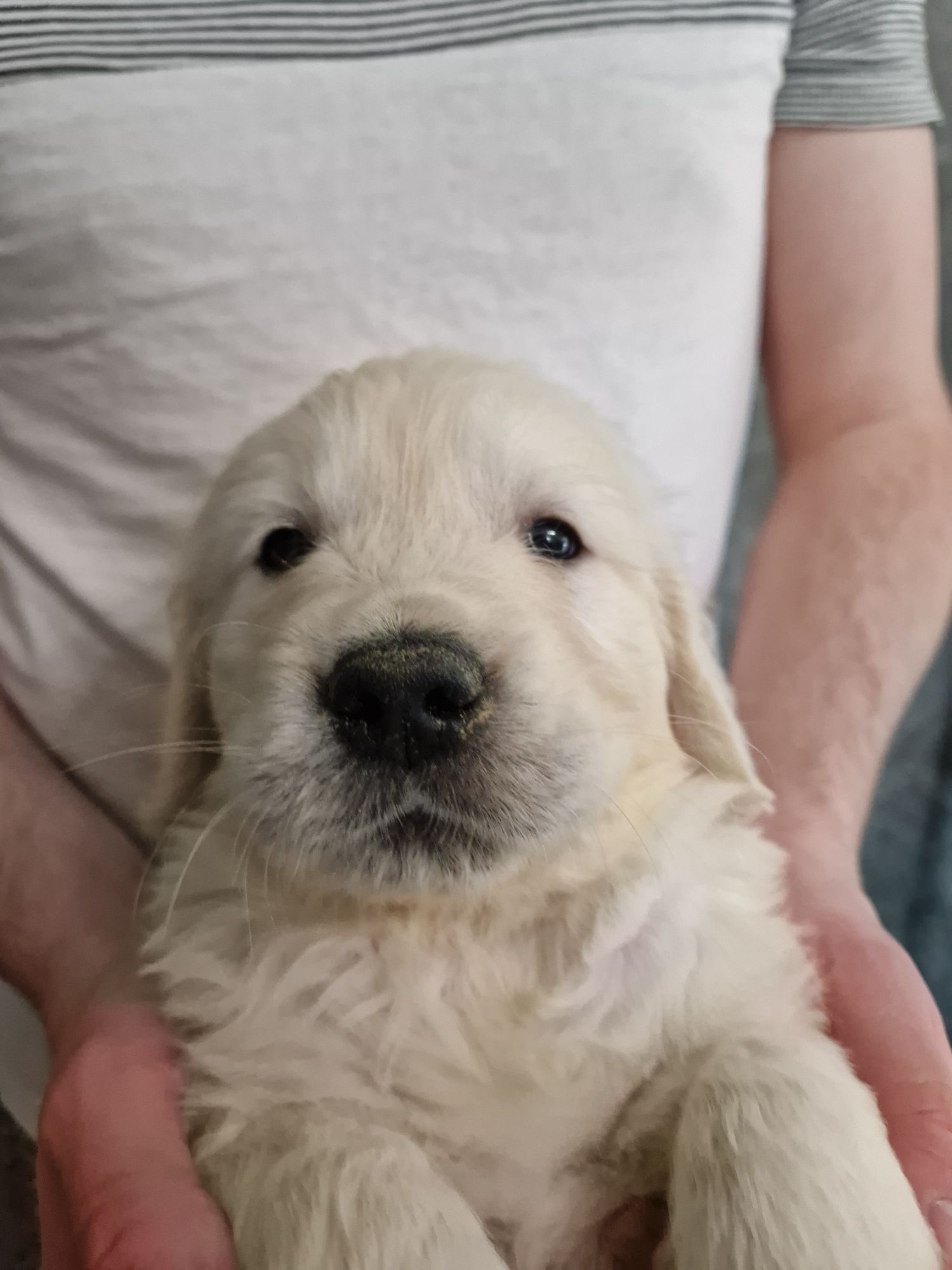 Golden retriever po championach Związek Kynologiczny w Polsce FCI