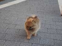 Szpic miniaturowy -Pomeranian  MINI  sunia
