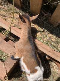 cabras anas femeas