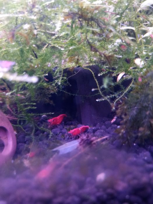 Camarões Red Cherry juvenis