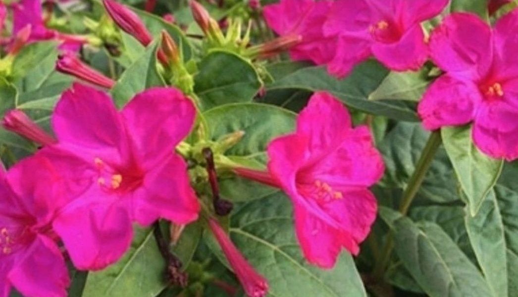 Dziwaczek Peruwiański Mirabilis Jalapa nasiona 100szt nasion