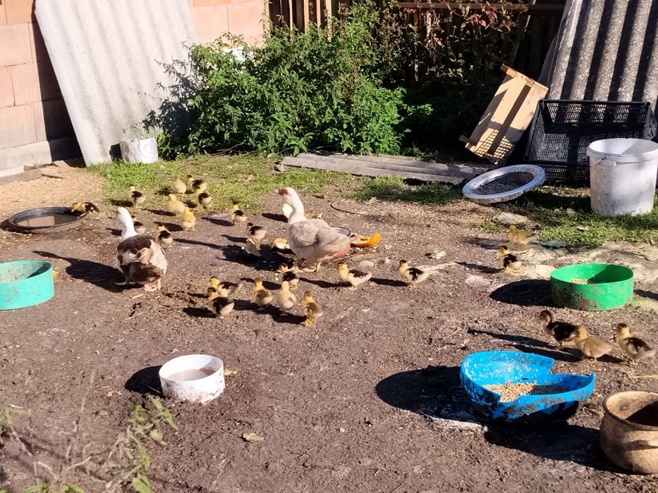 Sprzedam kaczki tygodniowe około 28 szt.