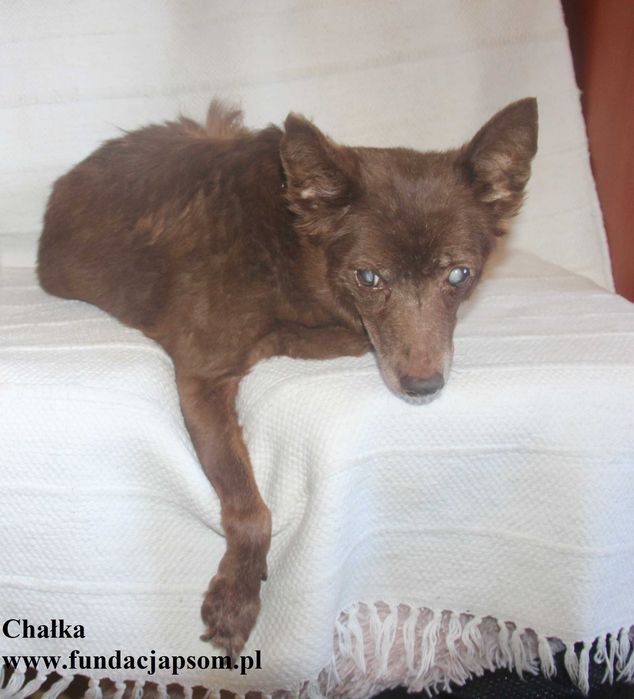 Chałka - babunia trójłapka