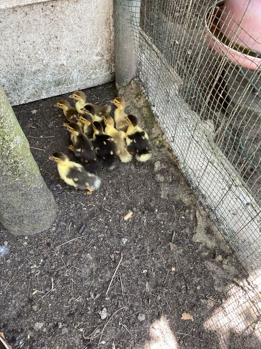 Patos para mudar de capoeira