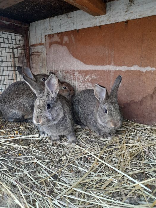 Продам кролів                        .