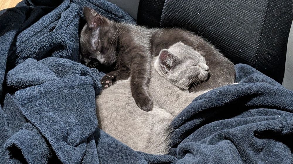 Надзвичайно лагідні й грайливі кошенята у добрі руки