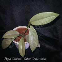 Hoya Wilbur Graves silver хойя