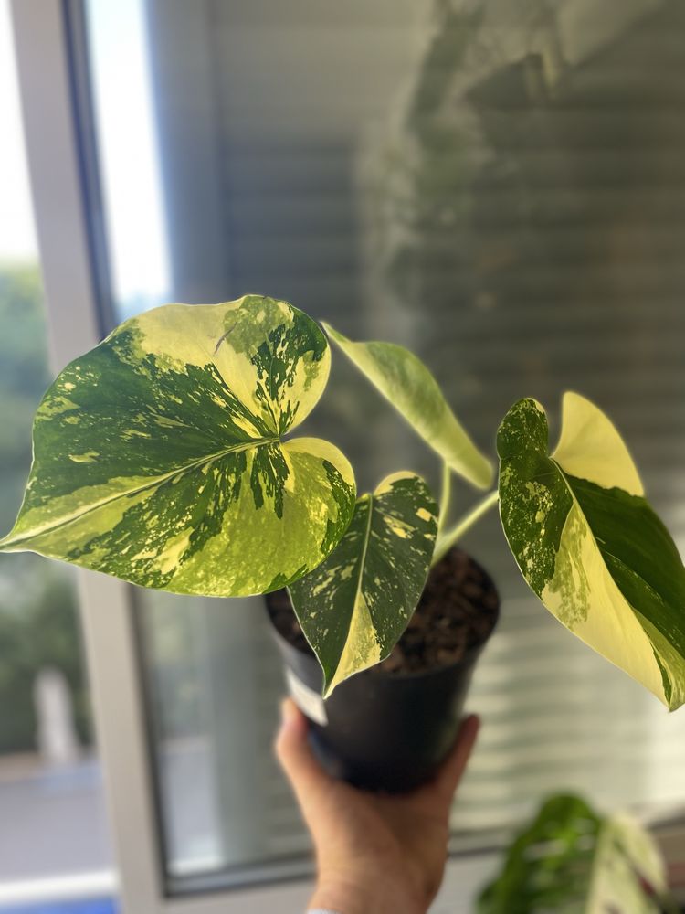 Planta Monstera aurea
