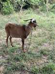 Cabrito 1 ano chibo