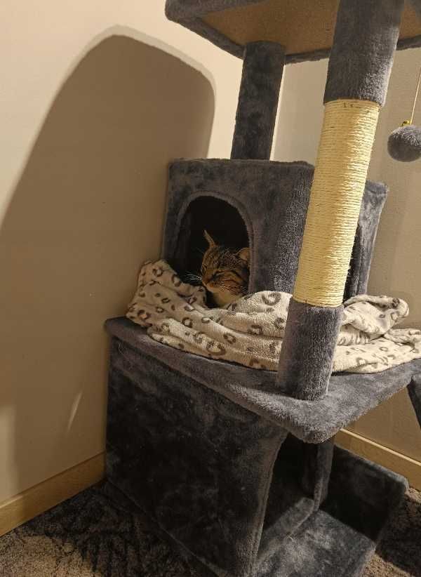 Stabilny drapak dla kota domek legowisko wieża budka do domu