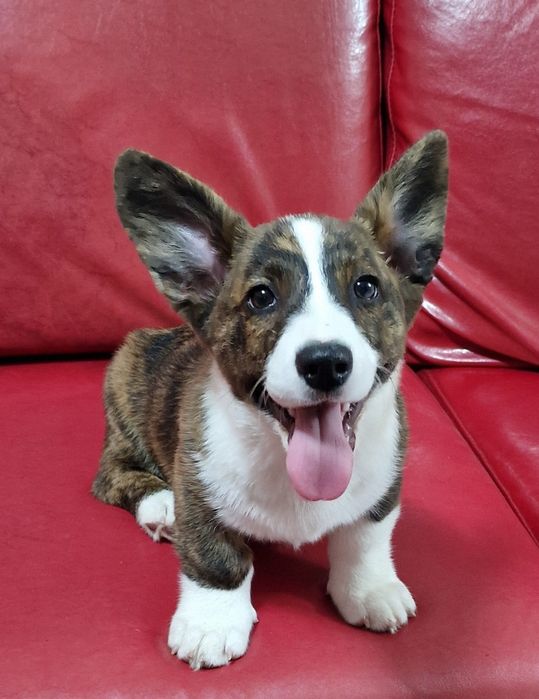 Welsh Corgi cardigan de excelência