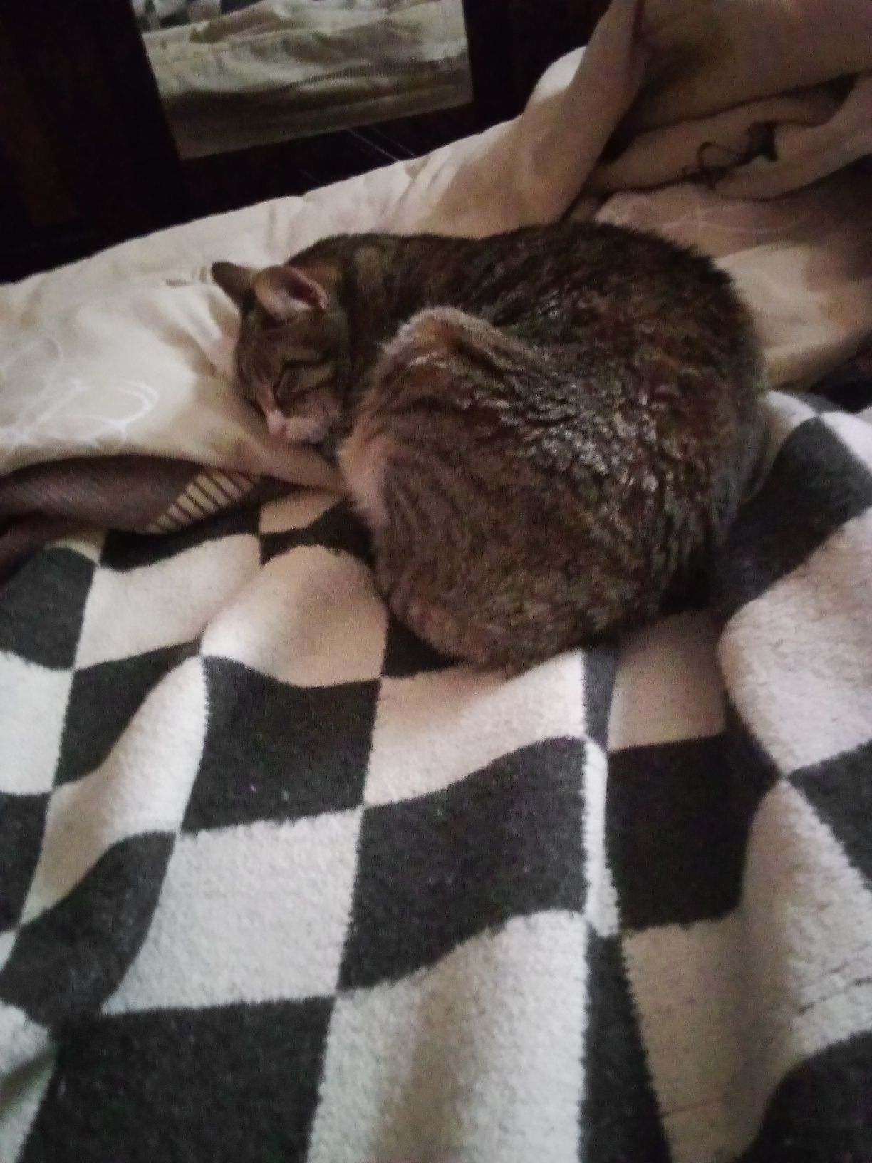 Estou a  doar esta gata muito meiguinhos dócil dou  ração