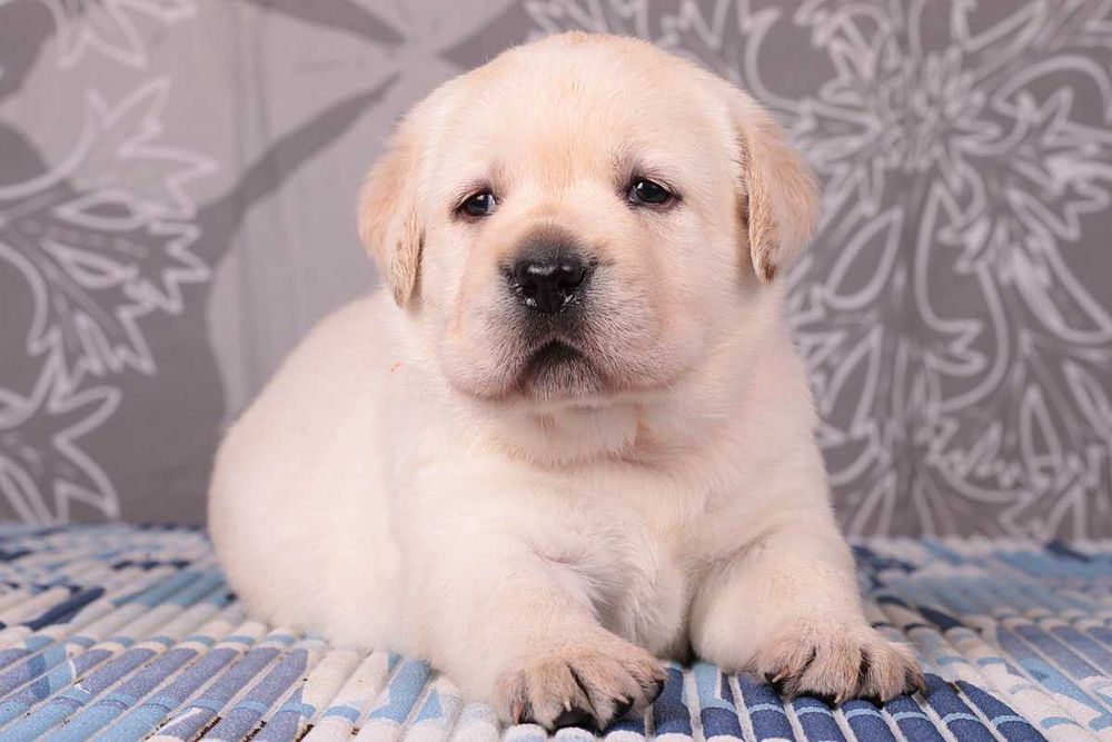 Породные палевые щенки лабрадора. Питомник