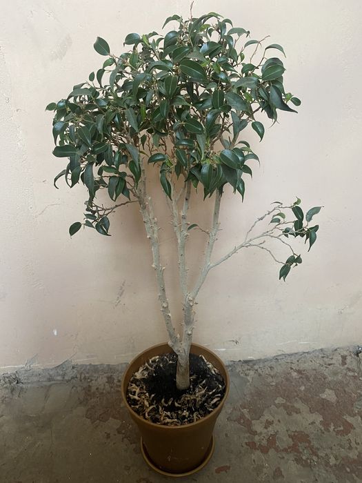 Фікус Бенджаміна Наташа бонсай