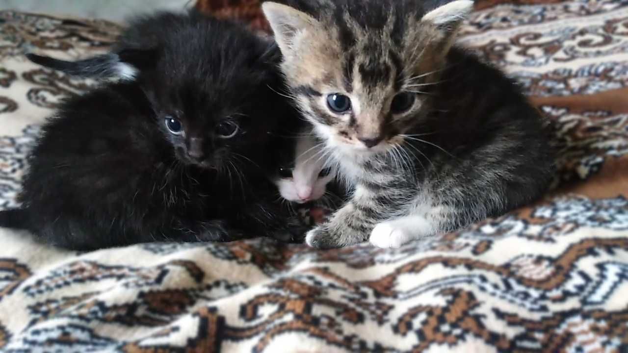 Подарую маленьких кошенят (кіт, коти, котята, кішка, кошка)