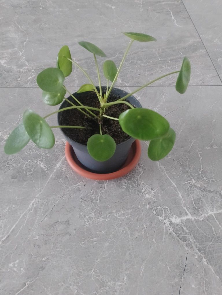 Roślina doniczkowa Pilea
