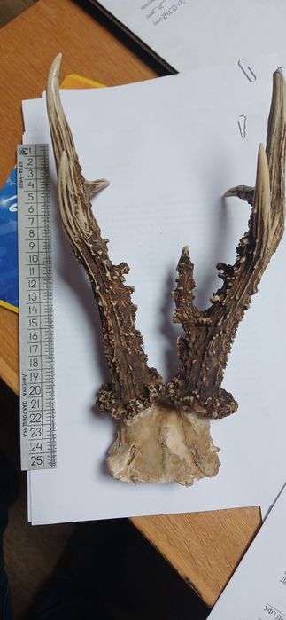 Рога косулі в доброму стані