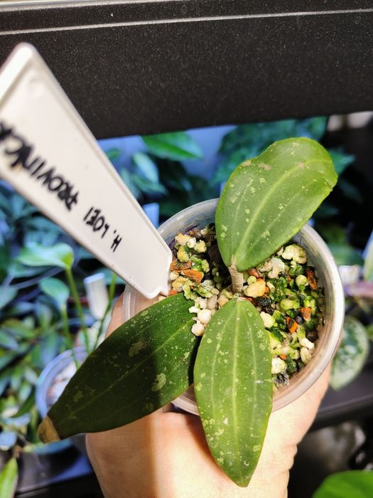 Hoya Loei Province ukorzeniona