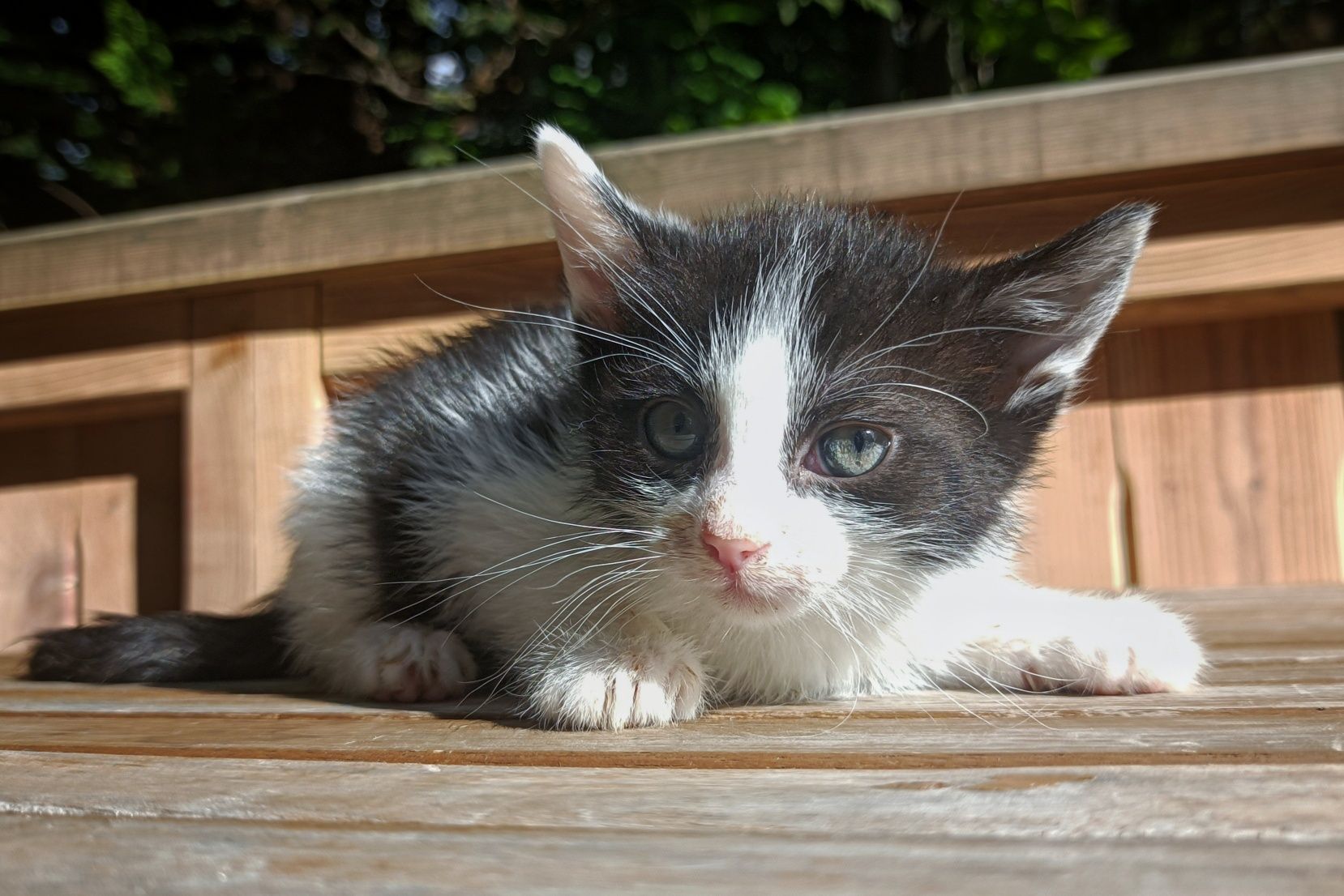 Cztery cudne dziewczyny do adopcji