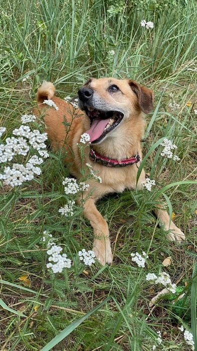 Malutka Fibi do adopcji