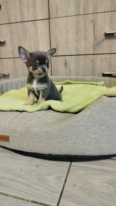 Śliczne szczenię -Chihuahua