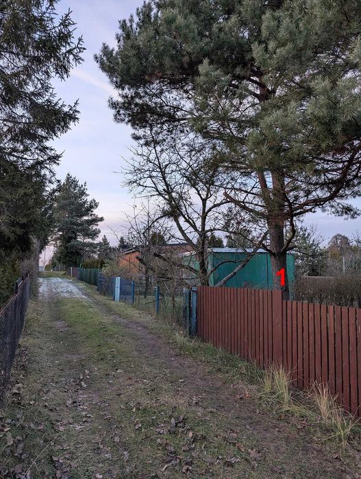 Oddam drzewa za darmo