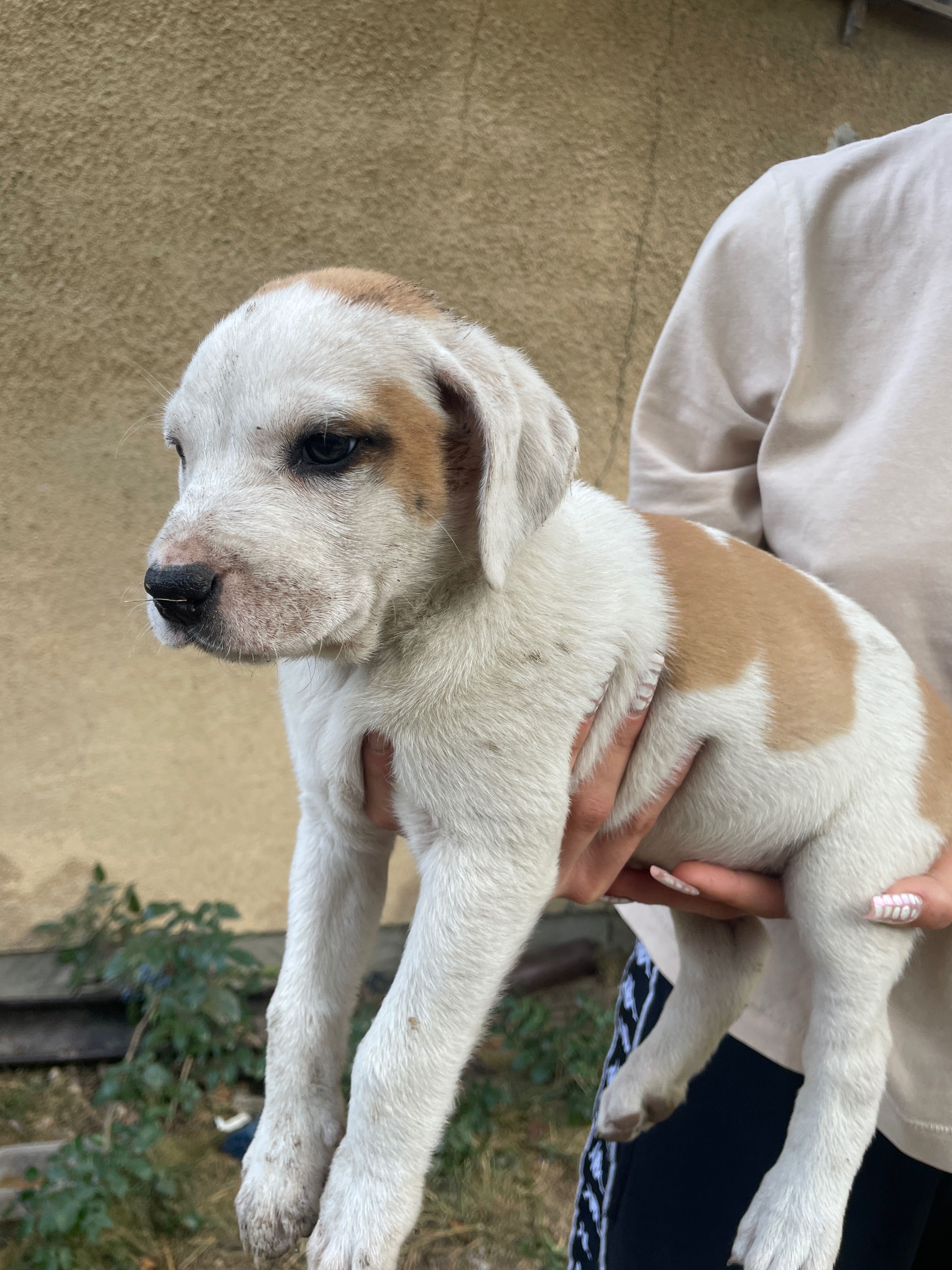 Szczeniaki po mamie amstaff