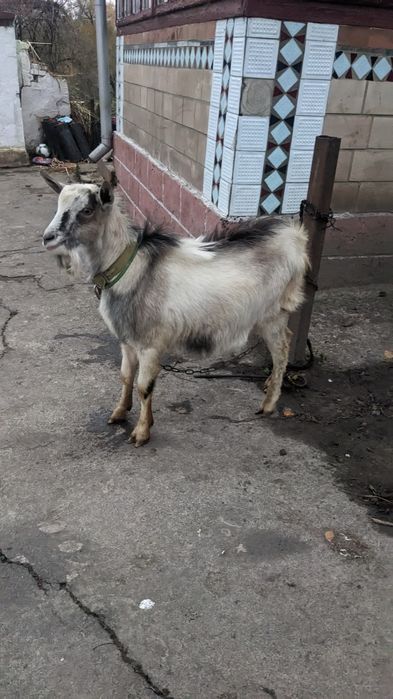 Козел, цап продам