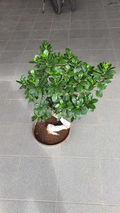Ficus ginseng, bonsai