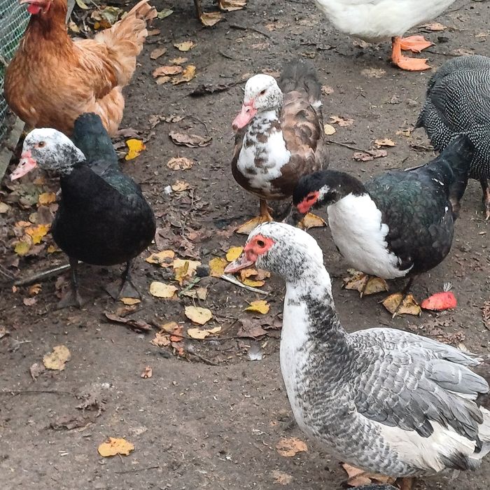 Kaczor staropolski francuskii